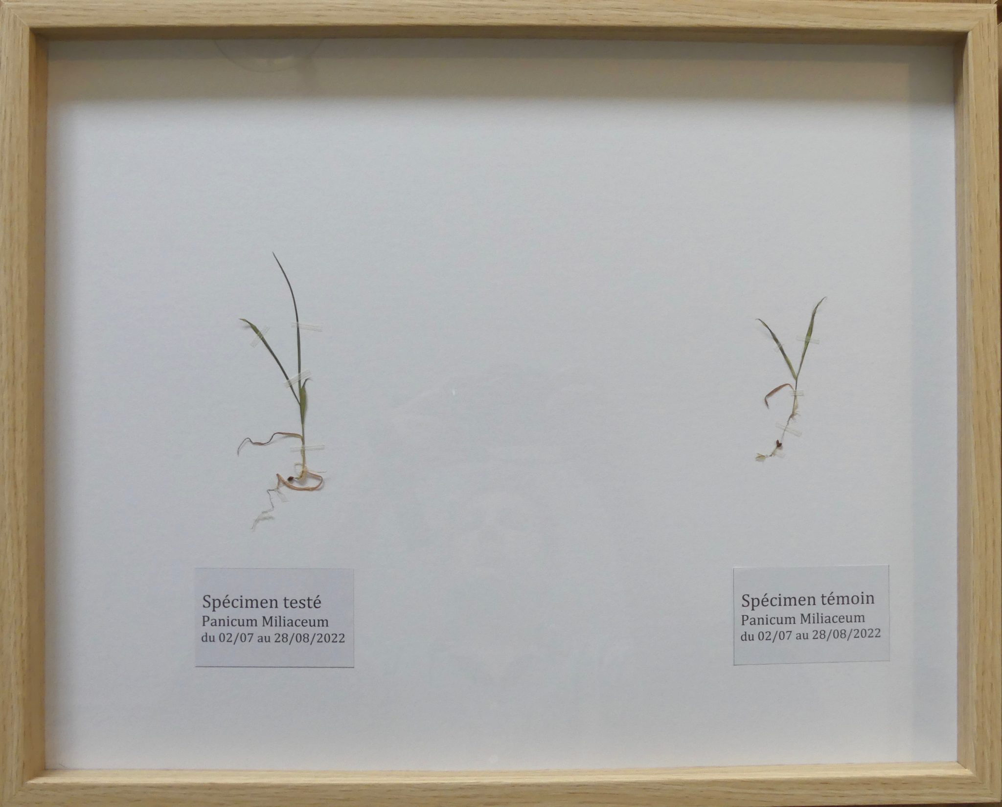 Planches d'un herbier encadrée