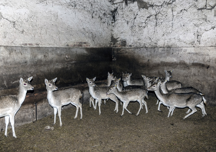 photo de biches dans une étable