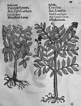 Image d'un manuscrit ancien avec un dessin de deux arbres